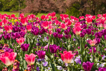 A beautiful field full of purple, pink and white tulips (Tulipa Negrita) with white, purple and pink garden pansies (Viola) in between. Taken in springtime in Germany.
