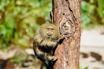 A pygmy marmoset monkey in the Amazon