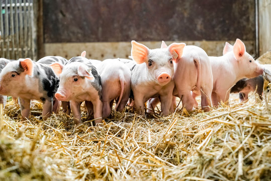 Schweinehaltung - niedliche, kleine Ferkel im Stroh