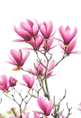 Fototapete Magnolie Magnolienblume Frühlingszweig isoliert auf weißem Hintergrund