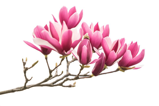 Fototapeta magnolia flower spring branch isolated on white background