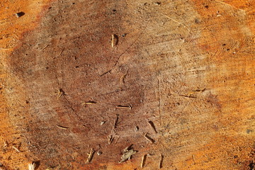 Chaber wielkogłówkowy