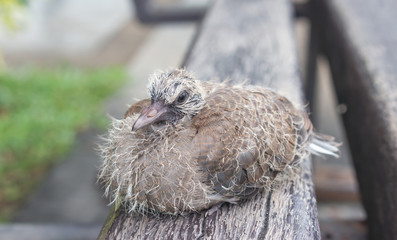 Baby dove on wooden bench