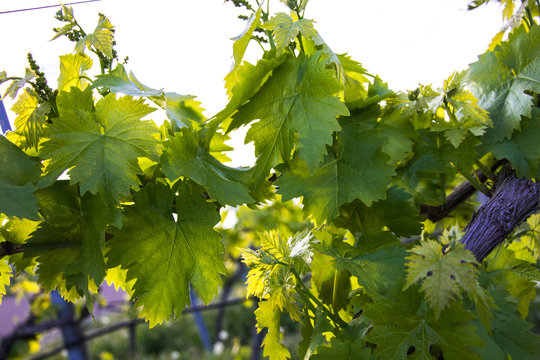 Weinreben im Fr&uuml;hling
