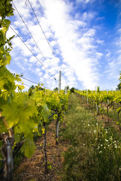 Weinrebe im Fr&uuml;hling