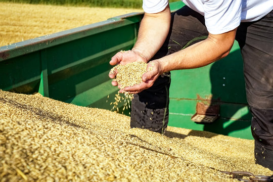 Getreideernte - Ernteertrag, Landwirt läßt Getreidekörner durch die Hände rieseln