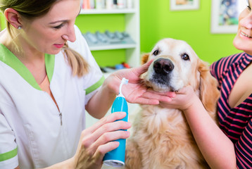 Big dog getting dental care by woman at pet parlor - obrazy, fototapety, plakaty