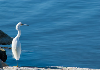 Great egret bird perched on the edge of the Salton sea in southern California