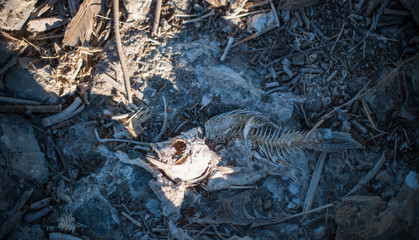 Close up on dead skeletal fish washed up on the shore of Salton sea in southern California
