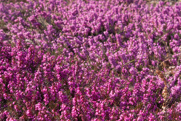 Fototapeta na wymiar Flowers of pink Erica vulgaris in the garden, lit by the bright sun
