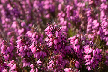 Flowers of pink Erica vulgaris in the garden, lit by the bright sun