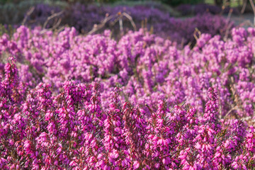 Fototapeta na wymiar Flowers of pink Erica vulgaris in the garden, lit by the bright sun.
