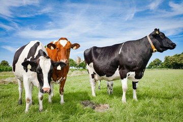Fototapeta na wymiar Neugierige Holstein-Friesian Kühe auf einer Sommerweide