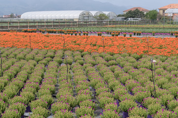 Commercial plants growing in greenhouse