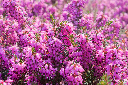 Flowers of pink Erica vulgaris in the garden, lit by the bright sun