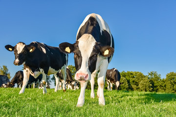 Holstein-Friesian Kühe auf einer Weide im Abendlicht