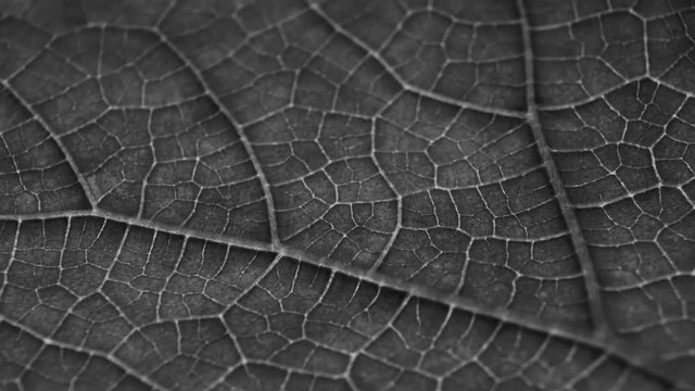 Black leaf vascular texture close-up. Smooth rotation. Streaks like blood vessels or veins