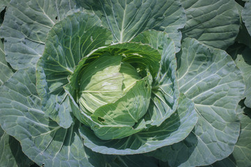 close-up of fresh green cabbage in the vegetable organic farm background.