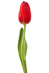 Red tulip on white