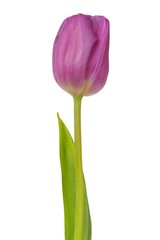 Purple tulip on white