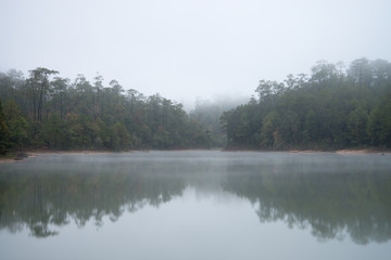 Fototapeta na wymiar pine forest on a foggy morning with reflections on the reservior