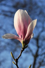 Magnolie (Magnolia), Blüte, Baden-Württemberg, Deutschland, Europa
