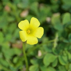 Single yellow woodsorrel among green leaves blooming in Israel