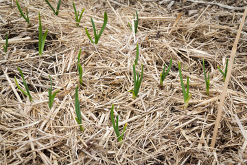 young garlic sprouting in the garden covered with straw