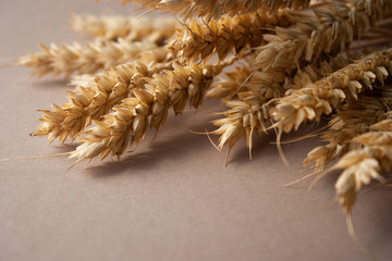 Triticum.Wheat spikes on a beige background.