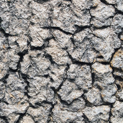 bark of tree texture