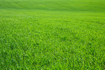 Obraz na płótnie Canvas Green grass background texture. Element of design