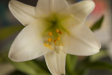Fototapeta na wymiar Easter Lily Bloom