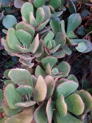 Succulent 