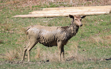 Deer bathing at mud