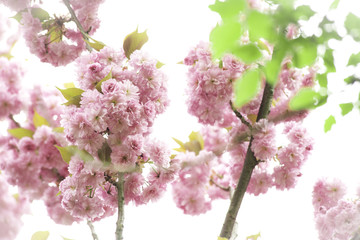 Kirschblüte  Hanami