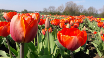 orange tulips in the tulip farm