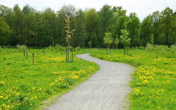 Fr&uuml;hling,L&ouml;wenzahn,Frisches Gr&uuml;n