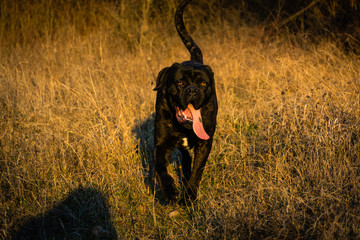 Big black dog cane corso (italian mastiff) walking in a field, long tongue 