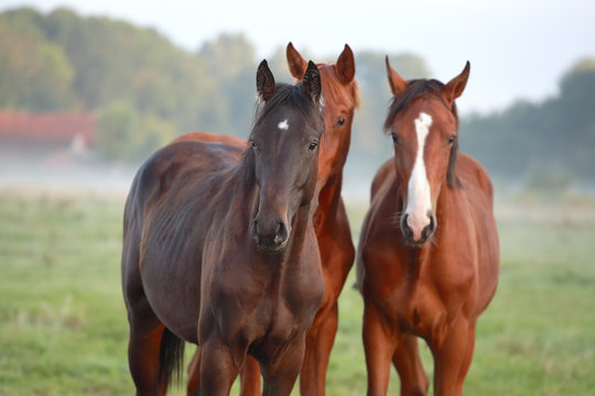 brown horses on pasture outdoor