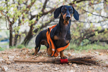 funny dog janitor, black and tan, in orange special clothes, with a broom, cleaning the yard of garbage