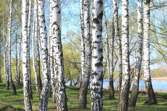 Fototapeta birch trees with white bark in spring in birch grove