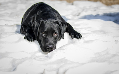 Labrador