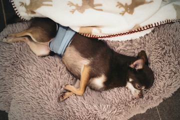 Chihuahua is lying on the throw pillows