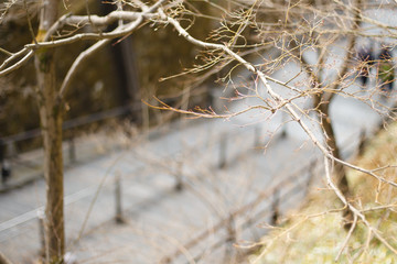 The twig in Japanese temple of winter season with copy space.
