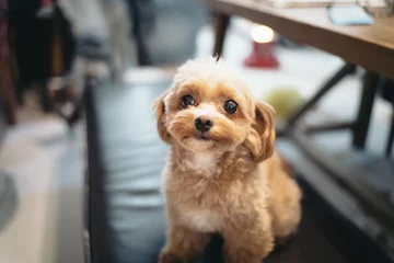 Tuinposter Cute little dog is watching here © gumichan