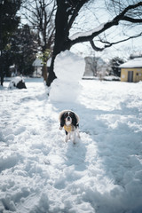 Cavalier is in front of a snowman