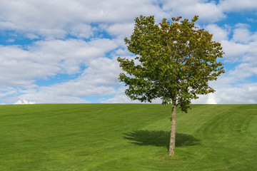 Fototapeta na wymiar Single Tree On Green Hillside On A Sunny Day