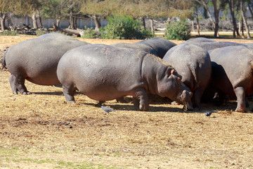 Herd of hippo