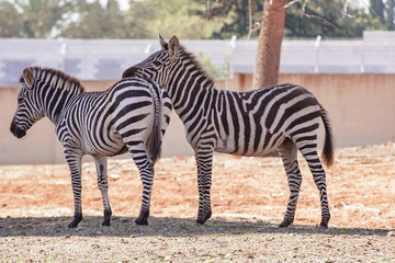 Fototapeta na wymiar Pair of zebras