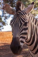 Obraz na płótnie Canvas Zebras portrait